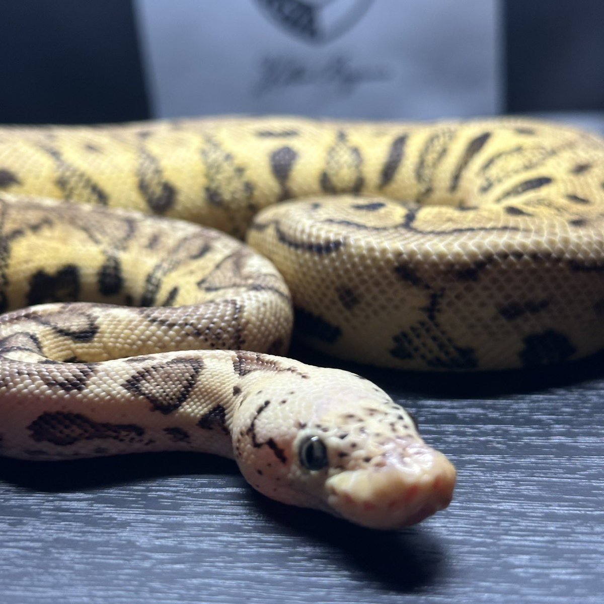 Dnasty0014Y3l's tweet photo. #SideBcollection
#YellowBenjamin
#BallPython
#ボールパイソン
#YB
0.1 Pastel SN Clown 50%het DG https://t.co/XaZ0KeHagZ