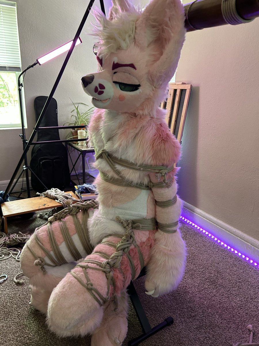 its_luca_AD's tweet photo. Even good puppies need to be forced to sit once in a while…

🪢📸: @jxnshibariarts 
#shibari #fursuitshibari #murrsuit #ropebondage #bondage https://t.co/BOGz2XMSLn