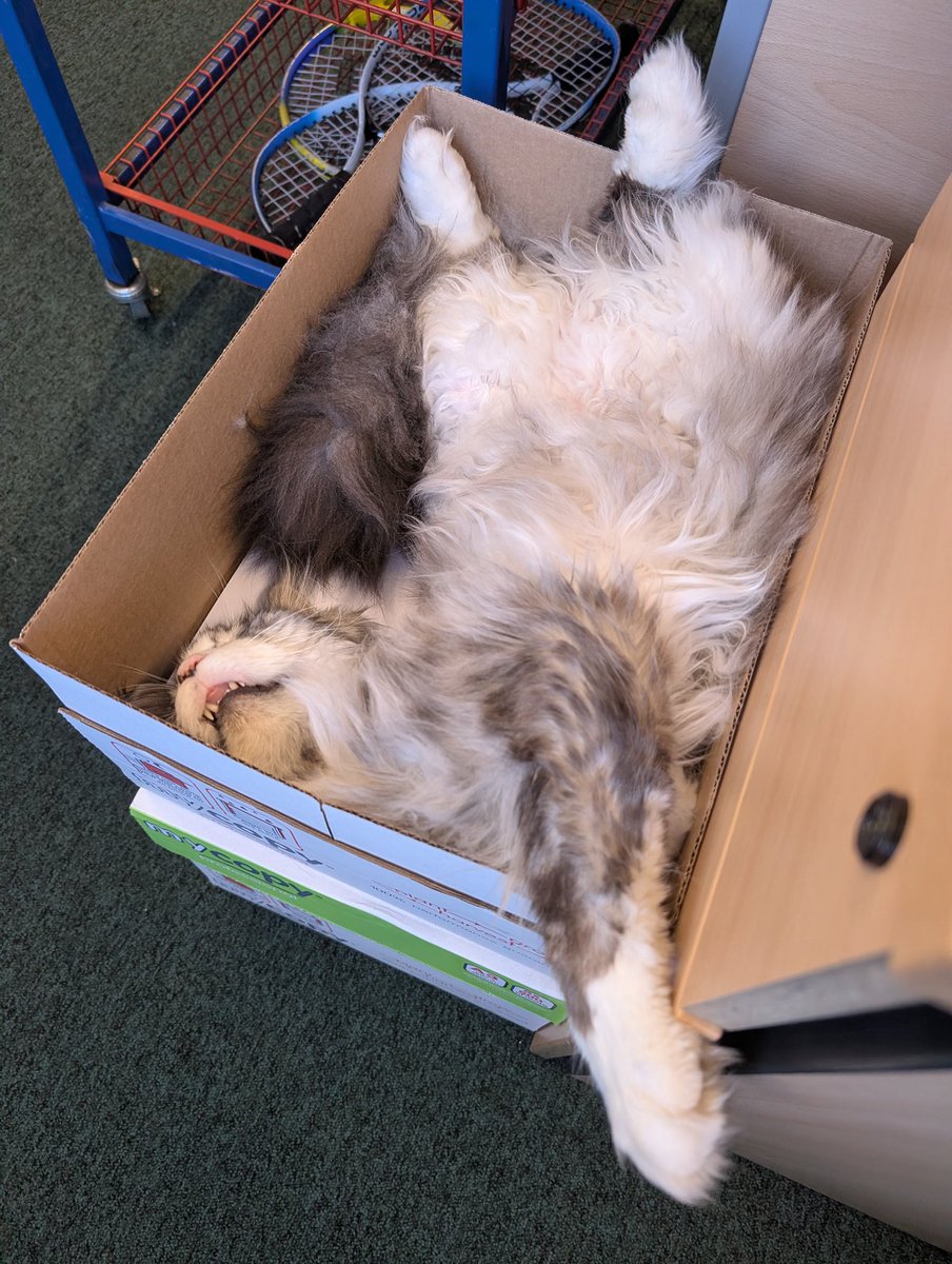 OutwoodsCat's tweet photo. Me at the end of a long and busy week in the school office.
😹
#Friday #cats #CatOnTwitter #Hedgewatch #MaineCoon https://t.co/zaYC71piF6