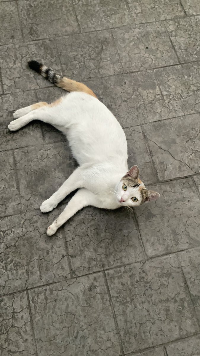 yesimfinethanku's tweet photo. miaw https://t.co/qsMwALJl3e