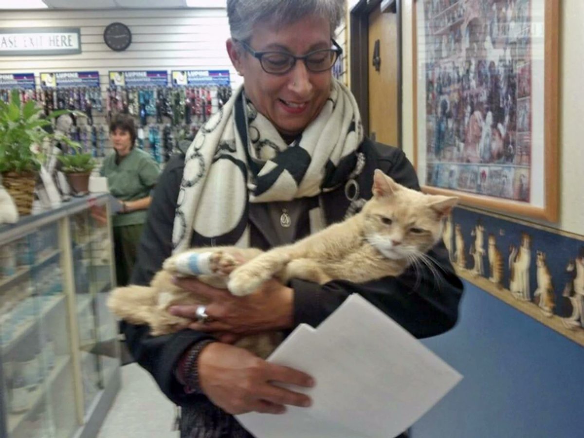 Kayronistic's tweet photo. Menjabat selama 20 tahun, Stubbs ngantor di Nagley’s General Store buat dengerin keluhan warga. Meski awalnya terkesan bercanda, The Stubbs Effect nyatanya menyelamatkan ekonomi kota.

Talkeetna yang tadinya cuma jalur perlintasan sepi ke Gunung Denali, mendadak kebanjiran puluhan ribu turis global dan surat penggemar dari berbagai belahan dunia.

Stubbs sukses naikin pendapatan daerah dari sektor pariwisata tanpa pernah mungut pajak satu sen pun dari warganya.

Layaknya politikus papan atas, hidupnya penuh teater drama. Tahun 2013, dia sempat selamat dari percobaan pembunuhan setelah diterkam anjing lokal sampai paru-parunya robek dan harus pake ventilator, memicu dana global dari para fansnya, sebelum akhirnya wafat tenang di usia 20 tahun pada 2017 lalu.