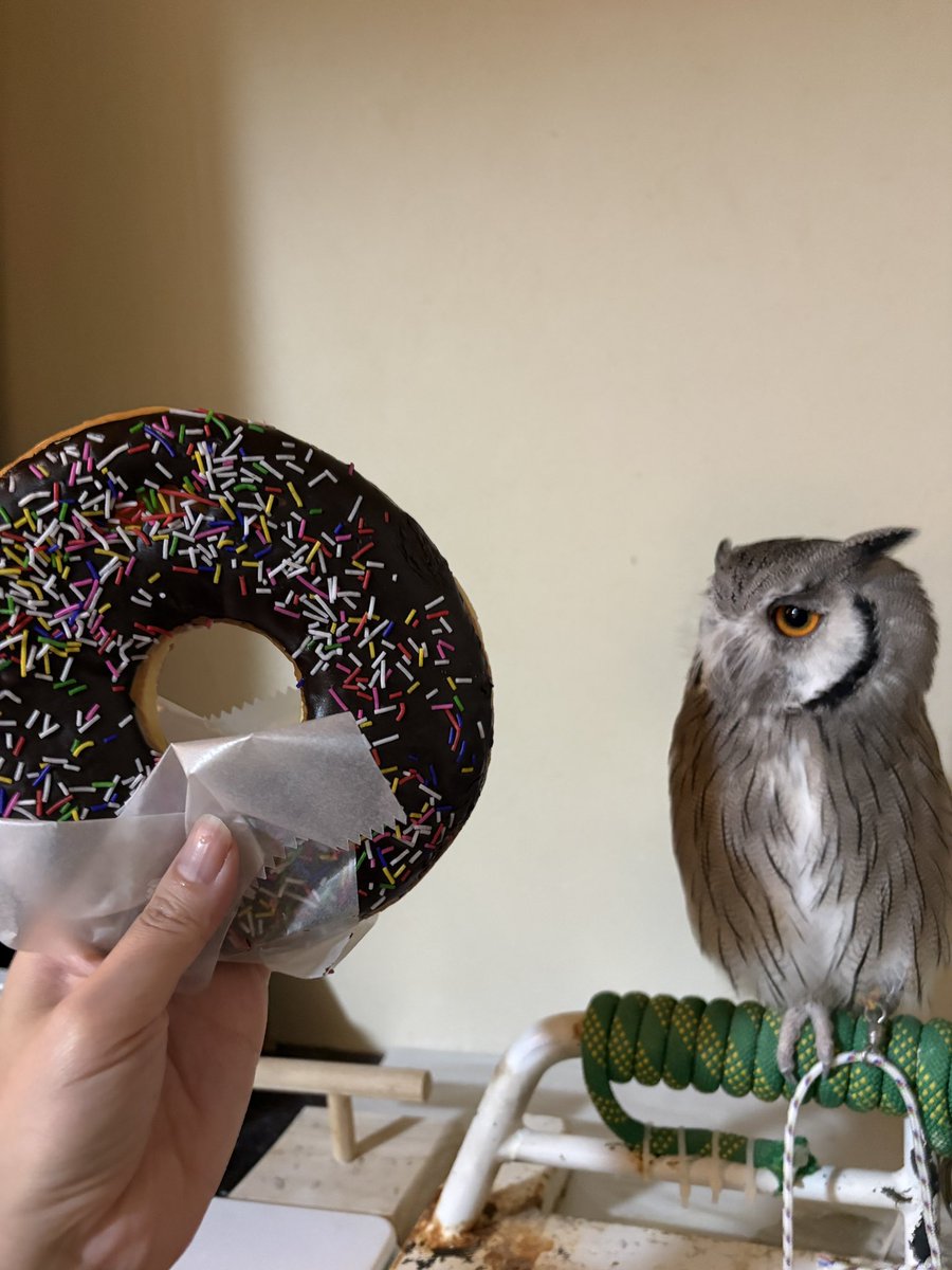 gumikonet's tweet photo. RANDY’s DONUTS 🍩 でかい https://t.co/doH1rvNGQd
