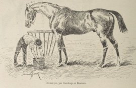 HORSERACING1002's tweet photo. MONARQUE🇫🇷1884
(SAXIFRAGE ▪︎ DESTINEE BY RUY BLAS)
#Monarque
B/O M. Paul Aumont🇫🇷1884
Winner
Prix Du Jockey Club,
3rd Prix Du Cadran
Stood Haras de Victot🇫🇷 Sired Alice, Annette, Borain, Bristol, Consul, Cyrus, Extase, Fanette, Fernande, Florizel, Galilee, Helene, Lazulite, Maconnais, Magali, Nevada, Ostende, Plaisir, Russie, Santander, Trefle, Walkyrie, Yseult,
Died 1903