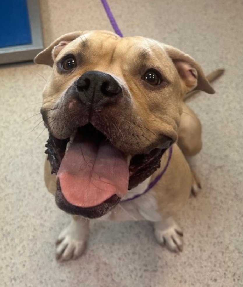 MyBoxerLuvMac1's tweet photo. 💔Gwendalyn💔
#NYCACC #253602 2y
▪️ReListed TBK: 6/20
#RescueOnly

Precious sweetie's💔, arrived stray, 30 days ago.
Who knows all endured!
Dog reactive, stressed in kennel.
Spins, throws herself on transfer door.
Affectionate, social, solicits attn.
Needs loving, N.East #Foster, 4 security, 2 decompress & thrive.

DM @CathyPolicky
Pls #Pledge4Rescue
💞G
https://t.co/sX6ZlIKqKg
