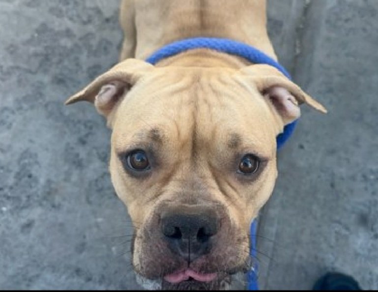 MyBoxerLuvMac1's tweet photo. 💔Gwendalyn💔
#NYCACC #253602 2y
▪️ReListed TBK: 6/20
#RescueOnly

Precious sweetie's💔, arrived stray, 30 days ago.
Who knows all endured!
Dog reactive, stressed in kennel.
Spins, throws herself on transfer door.
Affectionate, social, solicits attn.
Needs loving, N.East #Foster, 4 security, 2 decompress & thrive.

DM @CathyPolicky
Pls #Pledge4Rescue
💞G
https://t.co/sX6ZlIKqKg