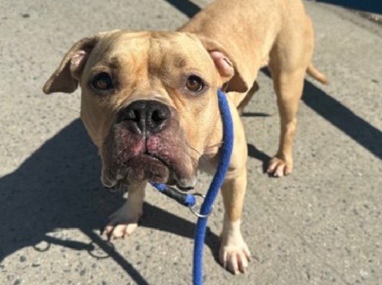 MyBoxerLuvMac1's tweet photo. 💔Gwendalyn💔
#NYCACC #253602 2y
▪️ReListed TBK: 6/20
#RescueOnly

Precious sweetie's💔, arrived stray, 30 days ago.
Who knows all endured!
Dog reactive, stressed in kennel.
Spins, throws herself on transfer door.
Affectionate, social, solicits attn.
Needs loving, N.East #Foster, 4 security, 2 decompress & thrive.

DM @CathyPolicky
Pls #Pledge4Rescue
💞G
https://t.co/sX6ZlIKqKg