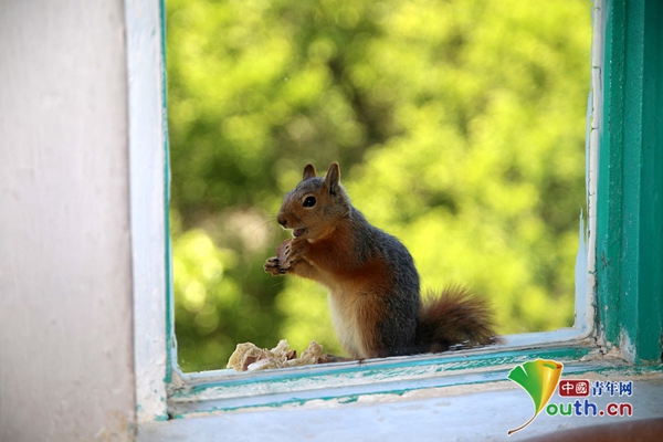 julioce77122223's tweet photo. Just spent 20 mins watching squirrels race across the office window. Officially checking "nature break" off the work agenda. https://t.co/EJe1e2zsnA