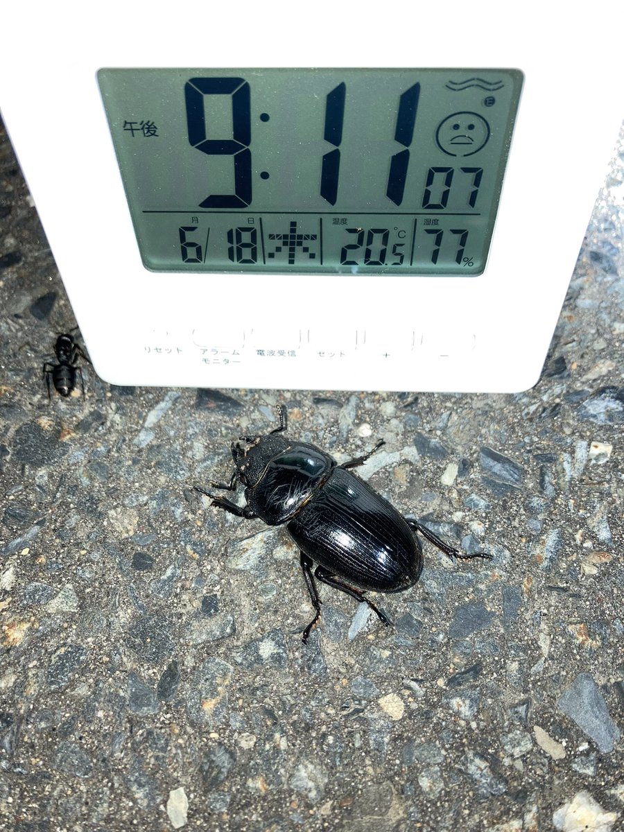 dora_cyan's tweet photo. 遠くに落ちたのにはっきり聞こえる落下音💥

42mm︎︎ ♀ https://t.co/SdAlkxUtT7