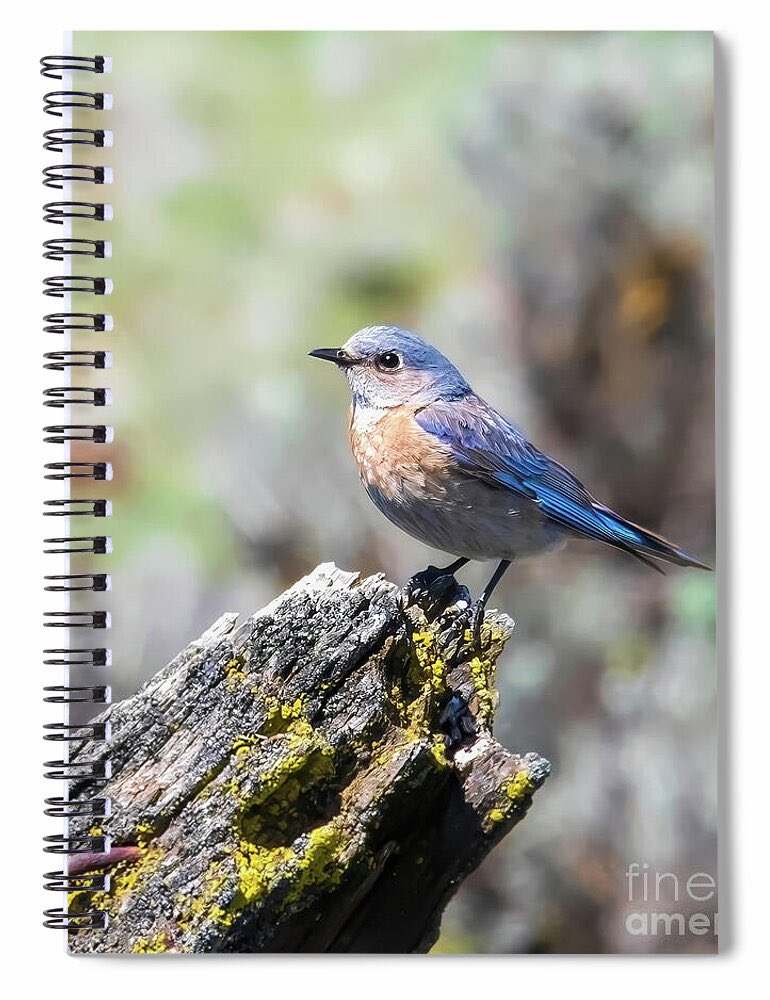 MarySharptonArt's tweet photo. “To feel the love of people whom we love is a fire that feeds our life.”
” ~ Pablo Neruda

Bluebird on Weathered Branch Art Print #travelingwa #bluebird #juvenile #Bickleton
 #fun #Washington #birdhouse #Nature #morning_vibes #roadside_image #closeup #life #moments  #checkitout #roadtrip #beautyofWashington #URLoved #drivingthroughnature #TogetherWeThrive #joy #uandme #akiss #iloveu #together #iMissU #LoveInSelah #lastingmemories #thepromise #letstry #lovehealsall #timewithus #playtime #worktime #coffeetime #lifetime #ourtime #Apparel #DMSFineArt #MarySharptonArt #wallart #BuyArt2026 #fineartamerica #roomdecor #dianamarysharpton #fineart4sale #prints #DISCOUNTS

Artist Deck: https://t.co/AiED0U02cC

Spiral Notebook: https://t.co/BKuyujgaTj