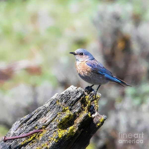 MarySharptonArt's tweet photo. “To feel the love of people whom we love is a fire that feeds our life.”
” ~ Pablo Neruda

Bluebird on Weathered Branch Art Print #travelingwa #bluebird #juvenile #Bickleton
 #fun #Washington #birdhouse #Nature #morning_vibes #roadside_image #closeup #life #moments  #checkitout #roadtrip #beautyofWashington #URLoved #drivingthroughnature #TogetherWeThrive #joy #uandme #akiss #iloveu #together #iMissU #LoveInSelah #lastingmemories #thepromise #letstry #lovehealsall #timewithus #playtime #worktime #coffeetime #lifetime #ourtime #Apparel #DMSFineArt #MarySharptonArt #wallart #BuyArt2026 #fineartamerica #roomdecor #dianamarysharpton #fineart4sale #prints #DISCOUNTS

Artist Deck: https://t.co/AiED0U02cC

Spiral Notebook: https://t.co/BKuyujgaTj