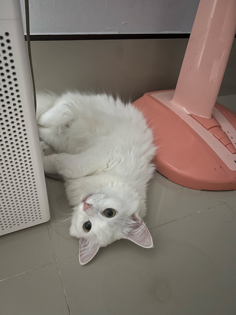 Nook9840's tweet photo. Good night 💕♥️🐈 
คนสวยอยากส่งทุกคนเข้านอน 
ถ้าวันนี้เหนื่อยนอนพัก หาอะไรฮีลใจนะนุด
พรุ่งนี้ขอให้ได้พักผ่อนเยอะๆ  ♥️🐈💗☘️ https://t.co/lrEOSYUJa2