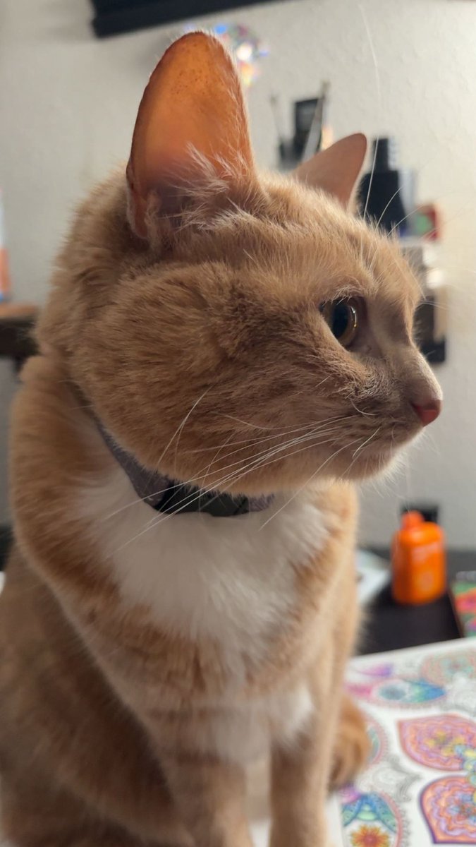 xSarahTaylor's tweet photo. @cullensfurcoat pls show Felix 
here is my baby girl Cheeto in return https://t.co/iHT3akYAIG
