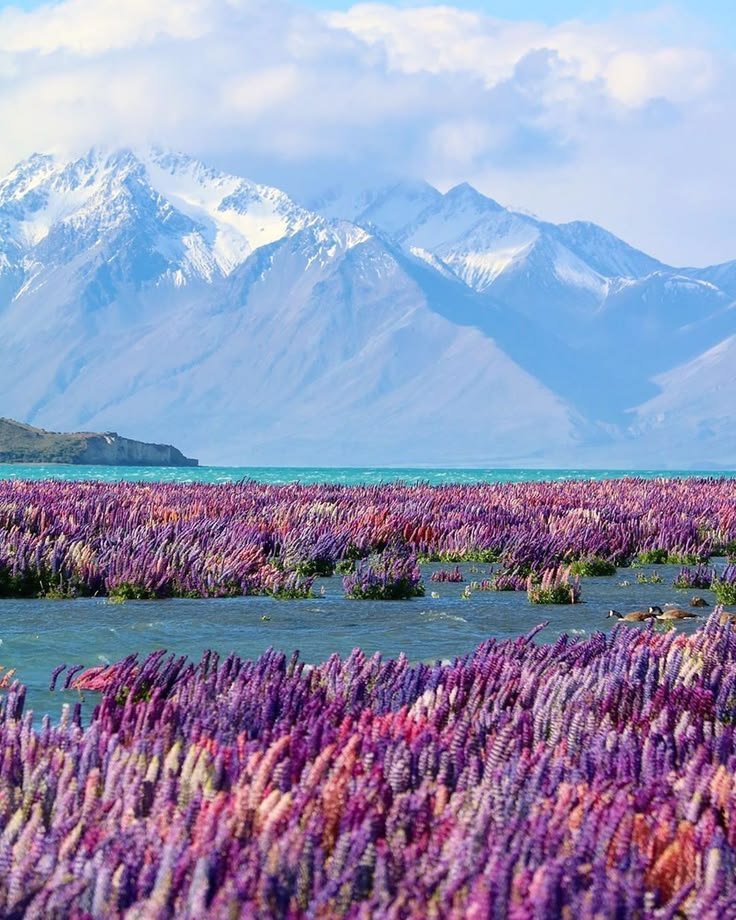 beautyexplorer0's tweet photo. New Zealand ✨ https://t.co/mh53Jv1tZy