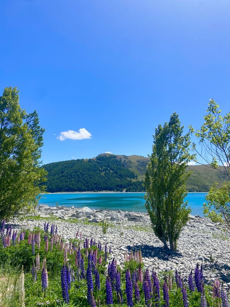 beautyexplorer0's tweet photo. New Zealand ✨ https://t.co/mh53Jv1tZy