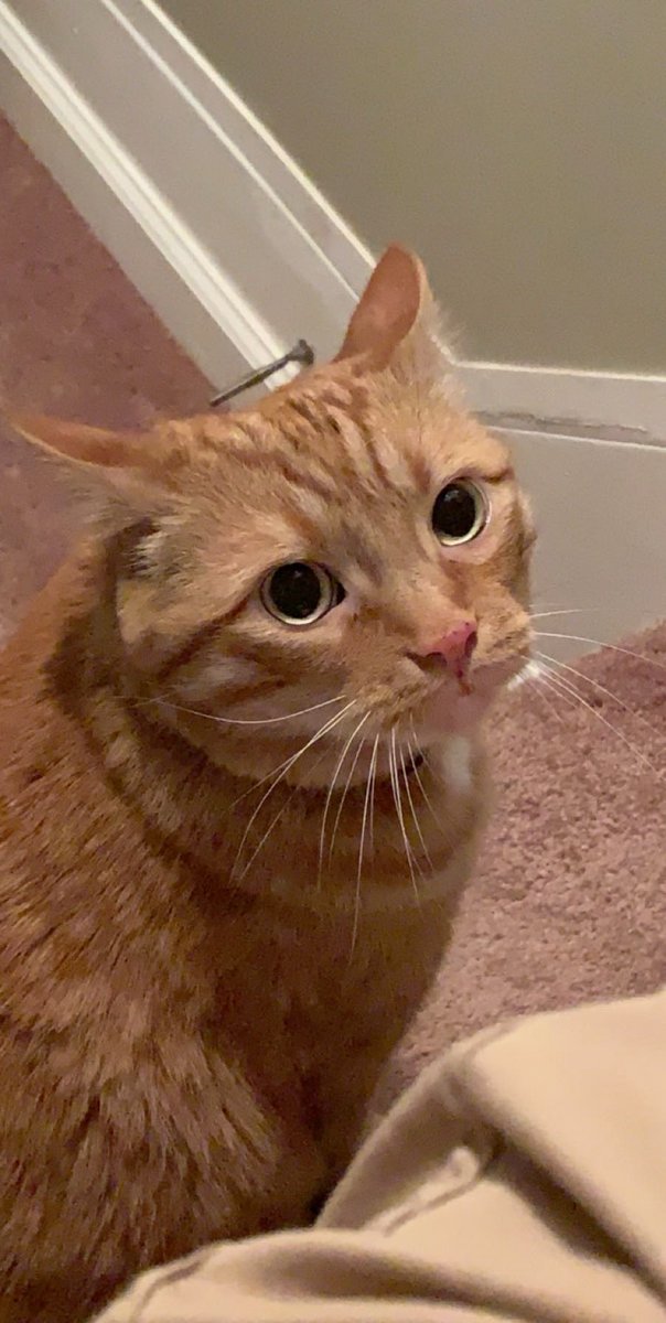 SteelPrez's tweet photo. Had to put my best buddy down last night. He lived 17 good years and I am blessed to have had and loved him for 14 of them. Miss you so much already buddy 💔 https://t.co/QddrlTGVCx