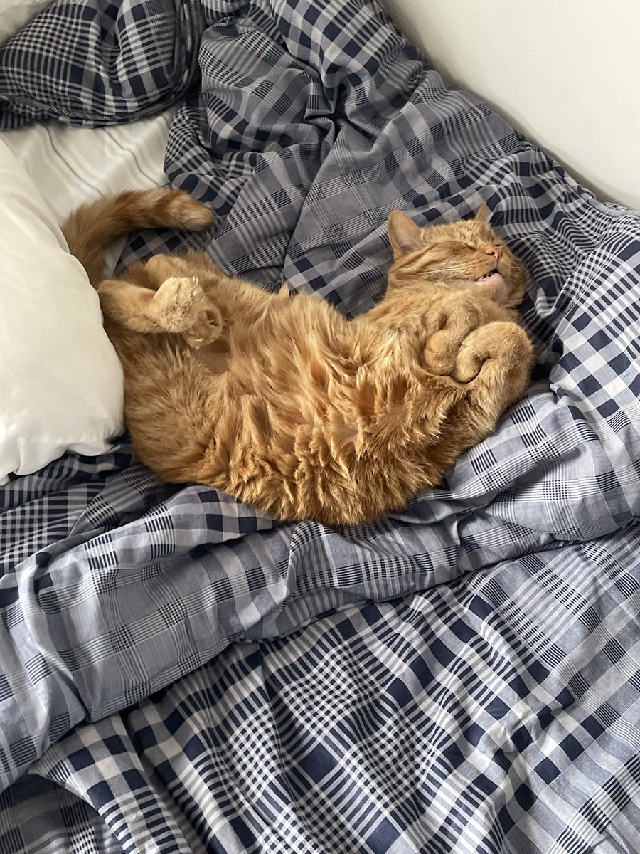 SteelPrez's tweet photo. Had to put my best buddy down last night. He lived 17 good years and I am blessed to have had and loved him for 14 of them. Miss you so much already buddy 💔 https://t.co/QddrlTGVCx
