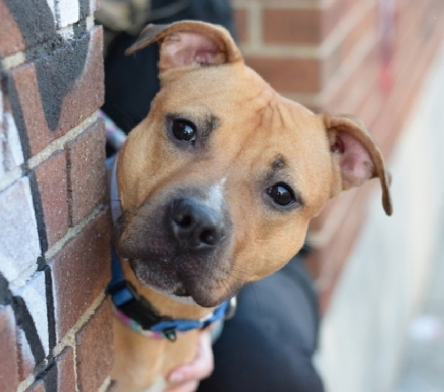 MyBoxerLuvMac1's tweet photo. 💔Sheela💔
#NYCACC #244216 3y
▪️ReListed TBK: 6/20
#AdoptMe 

Precious sweetie's💔, arrived stray, waiting 153 days.
Affectionate, energetic, wiggly, playful girl!
Solicits attn, adores ppl.
Here 2 long, dog reactive.
Great during training sessions, treat motivated.
Has allergies.
Needs loving, N.East #Foster/#Adopter, 2 decompress & blossom, as yr 4ever BFF.

DM @CathyPolicky
Pls #Pledge4Rescue
💞S
https://t.co/dySEOEG4dr