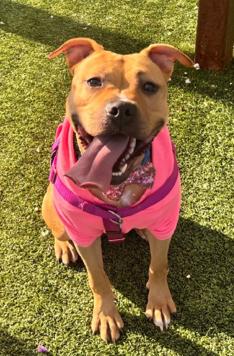 MyBoxerLuvMac1's tweet photo. 💔Sheela💔
#NYCACC #244216 3y
▪️ReListed TBK: 6/20
#AdoptMe 

Precious sweetie's💔, arrived stray, waiting 153 days.
Affectionate, energetic, wiggly, playful girl!
Solicits attn, adores ppl.
Here 2 long, dog reactive.
Great during training sessions, treat motivated.
Has allergies.
Needs loving, N.East #Foster/#Adopter, 2 decompress & blossom, as yr 4ever BFF.

DM @CathyPolicky
Pls #Pledge4Rescue
💞S
https://t.co/dySEOEG4dr