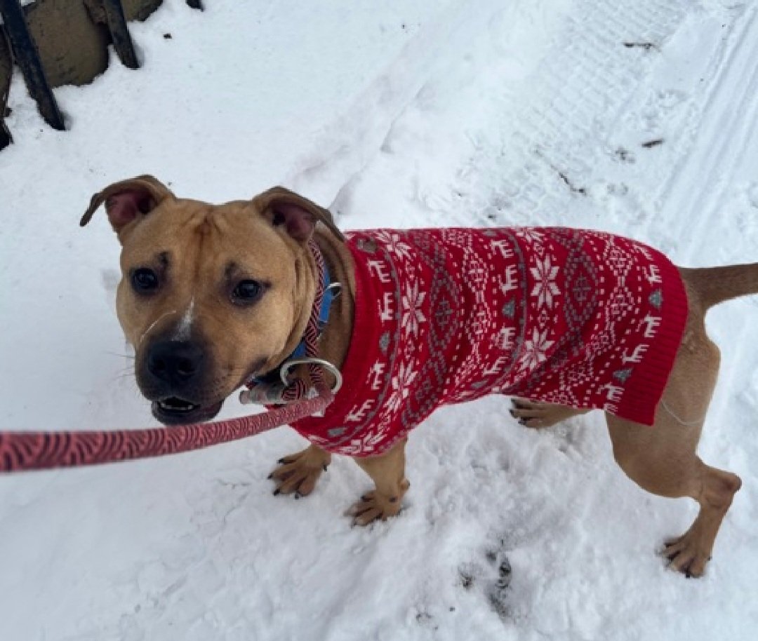 MyBoxerLuvMac1's tweet photo. 💔Sheela💔
#NYCACC #244216 3y
▪️ReListed TBK: 6/20
#AdoptMe 

Precious sweetie's💔, arrived stray, waiting 153 days.
Affectionate, energetic, wiggly, playful girl!
Solicits attn, adores ppl.
Here 2 long, dog reactive.
Great during training sessions, treat motivated.
Has allergies.
Needs loving, N.East #Foster/#Adopter, 2 decompress & blossom, as yr 4ever BFF.

DM @CathyPolicky
Pls #Pledge4Rescue
💞S
https://t.co/dySEOEG4dr