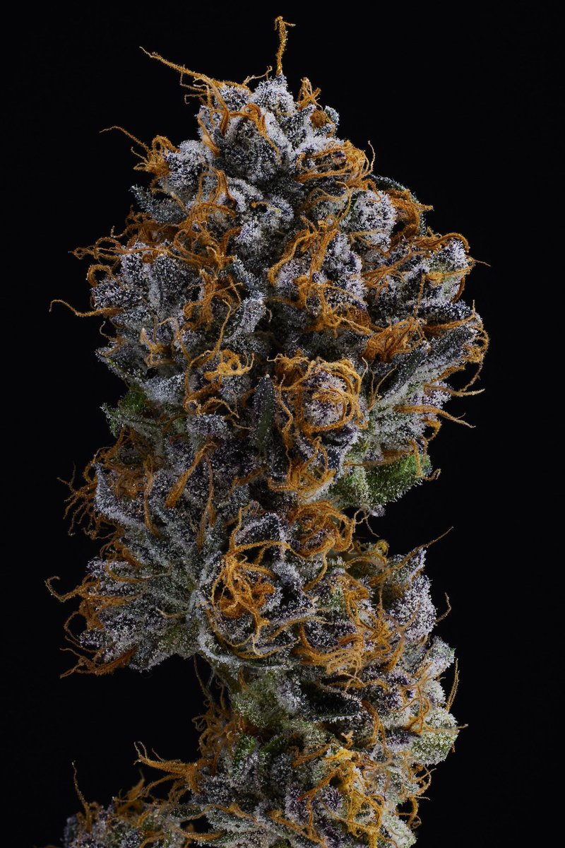 CannaCollectz's tweet photo. Bubblegum Marker (Bubble Gum Sherb x Permanent Marker) by @JBeezySJG sweet, candy scents like you're unraveling some classic Hubba Bubba Bubble Tape. Undertones of ripe berries and earthiness will also tickle your nose as you break apart these buds. https://t.co/5S4ggitT8M