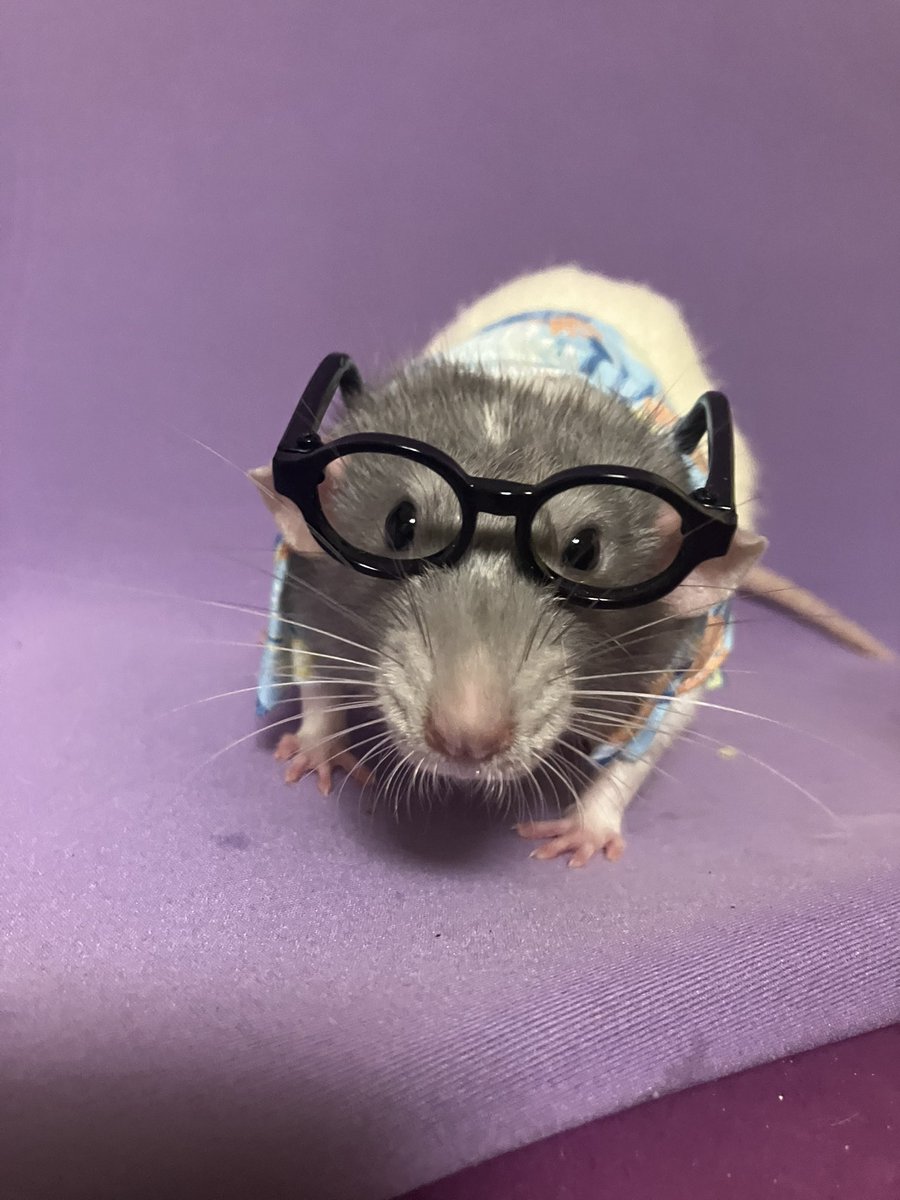 hanami2020115's tweet photo. 我 眼鏡鼠🤓
我 真似 干酪牛丼人間 吱吱 https://t.co/D7ZeAXb8cG