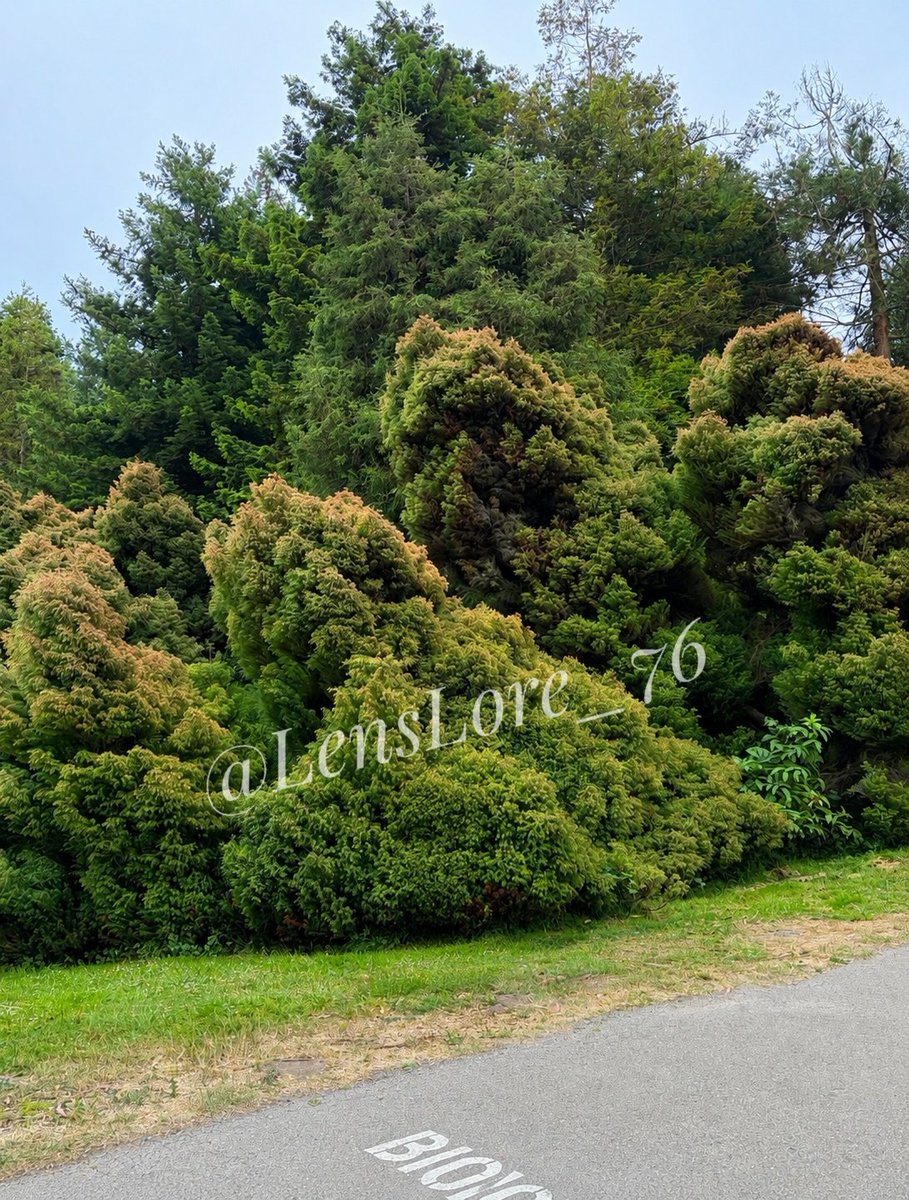 LensLore_76's tweet photo. Greenery# https://t.co/9itNH5ycp2