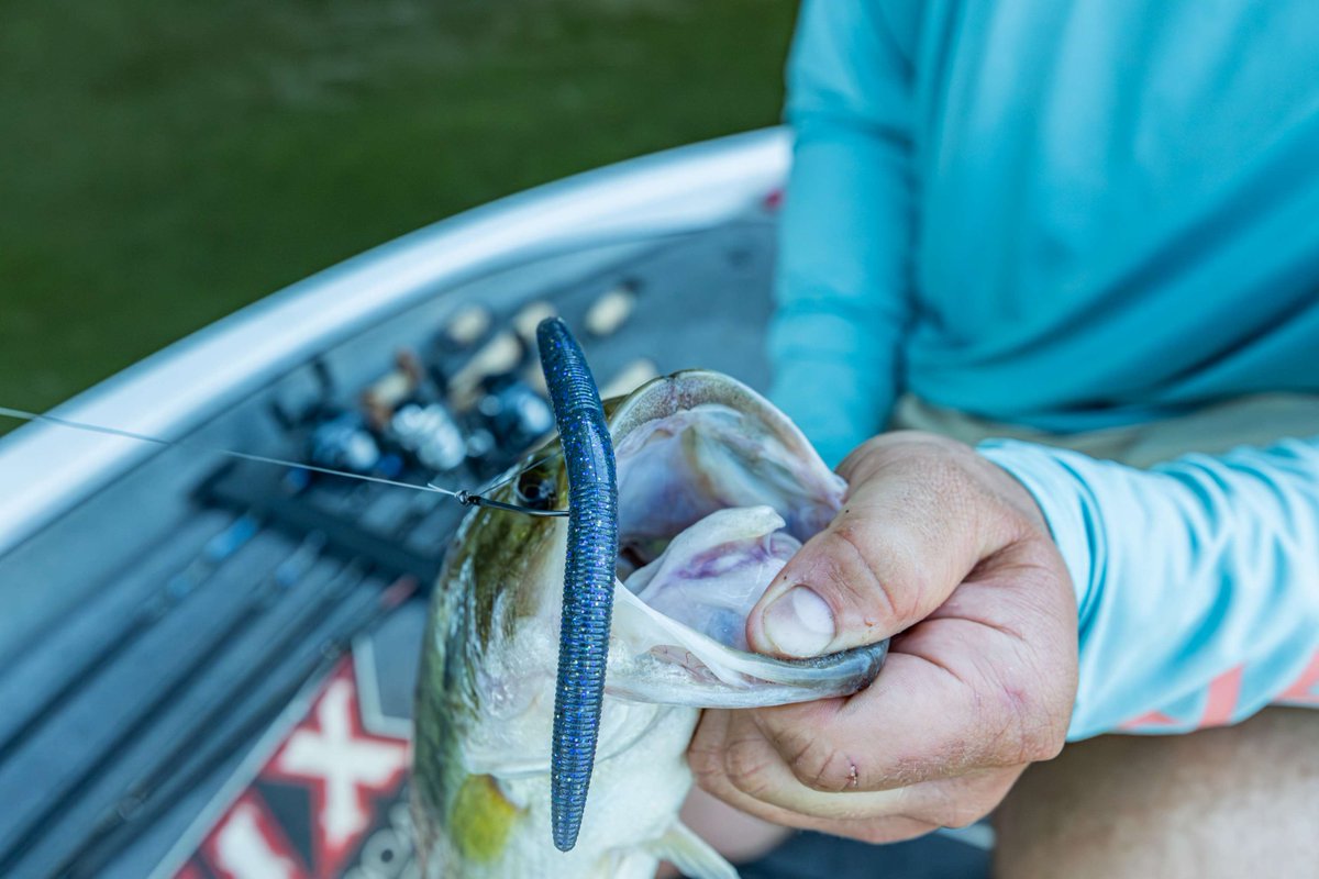 Yamamoto_baits's tweet photo. The absolute gold standard for ultra-clear water—Tactical Shad is built to trick the fish that look the closest. 🔍🐟

#yamamoto #yamamotobaits #whatyoufishmatters https://t.co/U9IIcMXJah