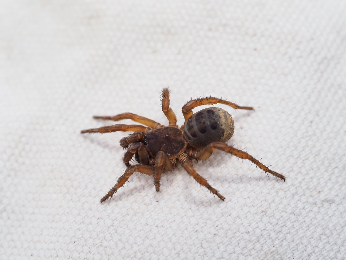 Qu_brcspider's tweet photo. 先日、大分県にて新歓採集会をおこないました！

嬉しいことに、参加者は1年生を含む8人と賑やか✨

天気にも恵まれ、キムラグモ、ハエトリ類、タマゴグモ、マシラグモなどなどバラエティ豊かなクモたちを観察することができました🕷️ https://t.co/jtUu49KTd1