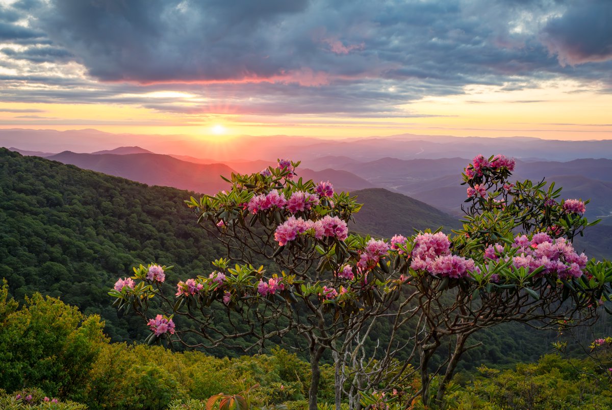 Interior's tweet photo. Every June, pink and purple rhododendron blooms appear along exposed mountain ridges along the Blue Ridge Parkway and the Appalachian Trail. These splashes of color highlight the rolling landscape’s already remarkable beauty. 

Photo by Lisa Squires https://t.co/QOeFXVnOtq
