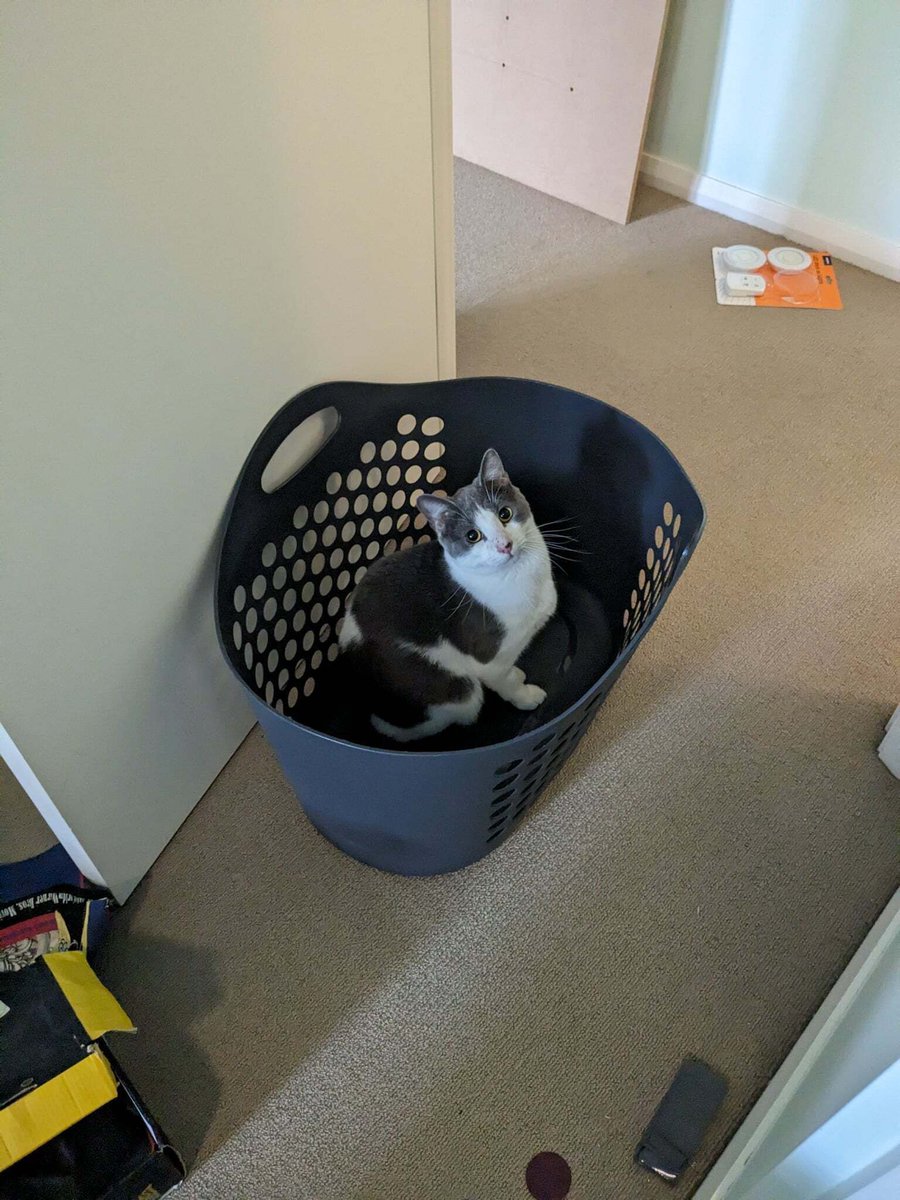 LaunchPointGG's tweet photo. LaunchPointGG Co-Driver Profile: Ja 🐱🏁
-Human Servant: Corey
-Aliases: Ja Man, Jar Jar Stinks
-Daily Hobbies: Window-staring with what can only be assumed is malicious intent.
-On-Track Etiquette: Exceptionally well-behaved. This perfect little boy leaves Corey completely alone during race stints.
-Pit Wall Distractions: Can occasionally be heard conducting loud, echoing self-help affirmations from inside the bathtub while Corey is in the zone.
-Incidents Caused: 0 (A masterclass in trackside discipline).