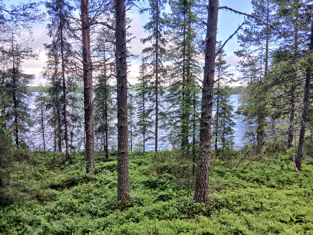 Alcohol_Camp's tweet photo. 嫁の実家の敷地の森と湖
ゲームの中の世界 https://t.co/ILtLnuw9M6
