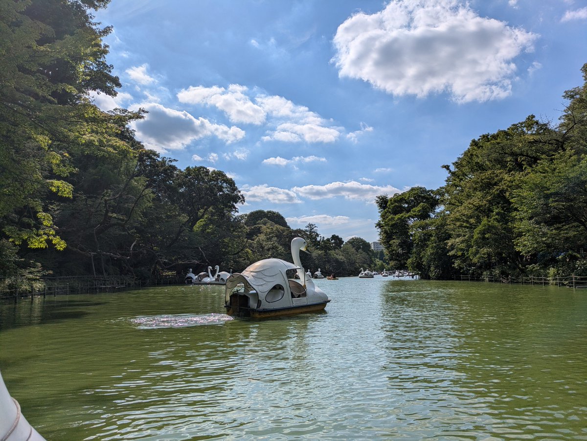 shinya_yas's tweet photo. 白鳥の湖。
水の色は緑だね。(^_^;)
#井の頭公園 https://t.co/qXXTETYMBL