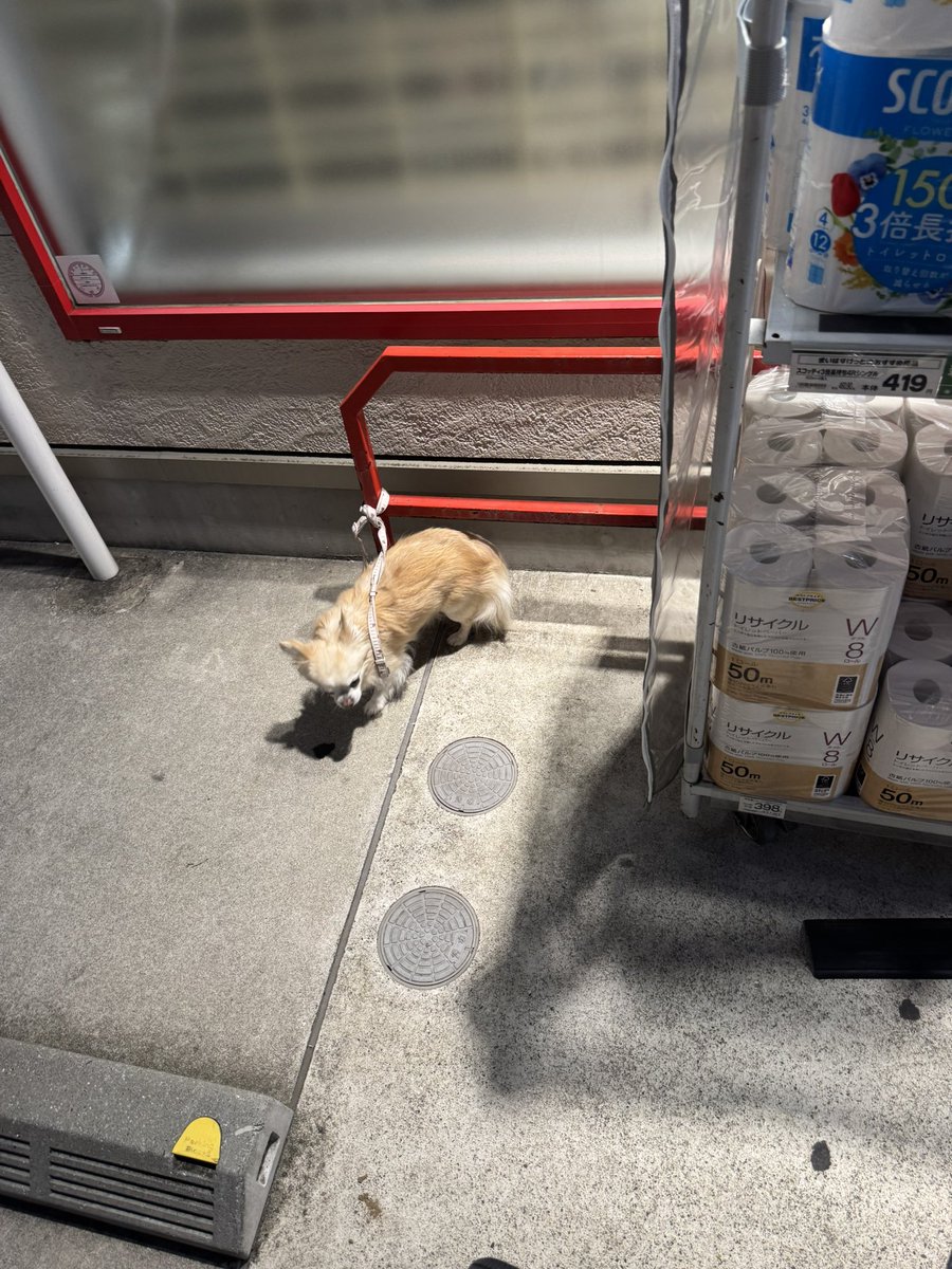 UR_Phenomeno's tweet photo. 【迷い犬】

6月19日(金)、マイバスケット中丸子東店にてロングコートチワワ？を保護しました。
19:15に私が発見、21:15に警察へ連絡し、引渡しました。
とても怯えていて可哀想でしたので、なるべく早く飼い主様の元へと帰れるように拡散のほどお願いいたします、、、

#迷い犬 #迷子 #拡散希望 https://t.co/zS2QmFbICv