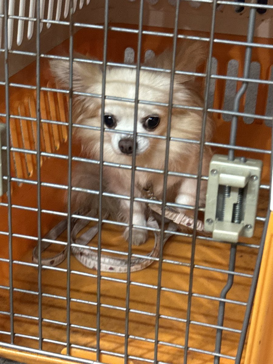 UR_Phenomeno's tweet photo. 【迷い犬】

6月19日(金)、マイバスケット中丸子東店にてロングコートチワワ？を保護しました。
19:15に私が発見、21:15に警察へ連絡し、引渡しました。
とても怯えていて可哀想でしたので、なるべく早く飼い主様の元へと帰れるように拡散のほどお願いいたします、、、

#迷い犬 #迷子 #拡散希望 https://t.co/zS2QmFbICv