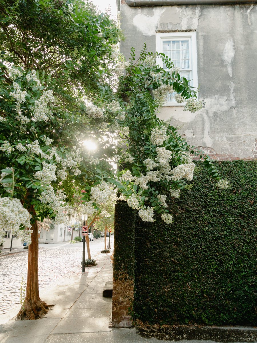 ExploreCHS's tweet photo. Crepe myrtle season is here - a sure sign of summer in Charleston! 🌿 Pink or white: which is your favorite? #ExploreCharleston https://t.co/nIKQ2UyazA