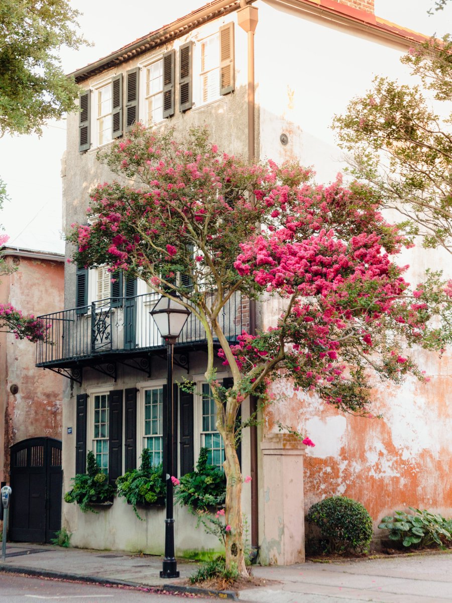 ExploreCHS's tweet photo. Crepe myrtle season is here - a sure sign of summer in Charleston! 🌿 Pink or white: which is your favorite? #ExploreCharleston https://t.co/nIKQ2UyazA