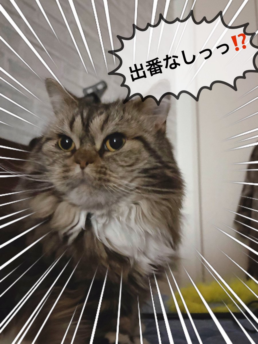 HITOPN_'s tweet photo. 今日のうれリー⤴︎
オンラインお話し会🙌
今日はお家に帰ってコテツと参加とワクワクでしたが仕事長引きお店からいつも元気もらってるチャームと参加したよー♫かわいかったなぁ🫠
リーちゃん💦伝え忘れた！

『だーいすき🙌💚』

#葉っぴーりぃーふ https://t.co/dVrJQnejhl
