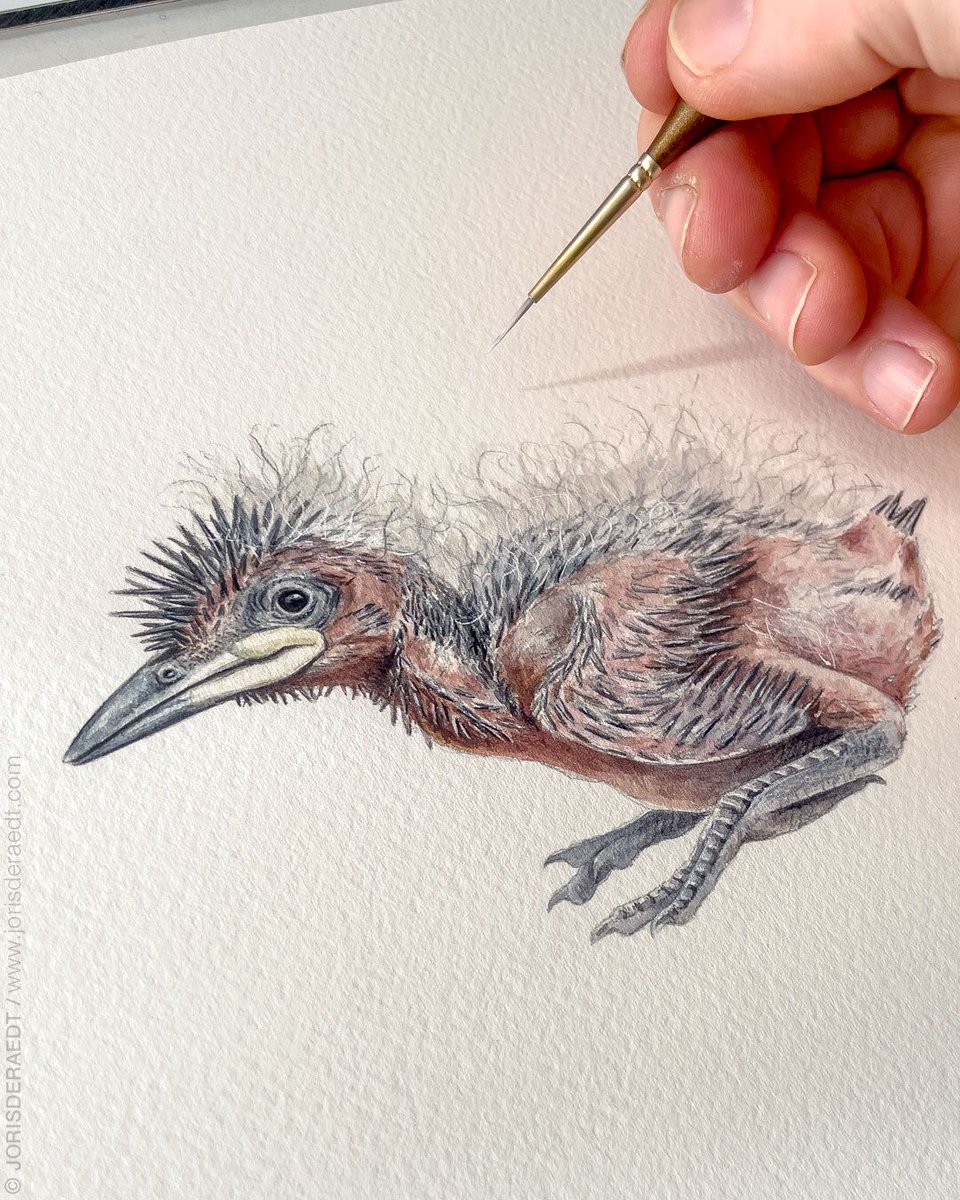 Artify_yourself's tweet photo. From Field to Studio: An Artist Spotlight on Joris De Raedt
Artist: @jorisderaedt (IG)
https://t.co/5vVX2qNlAW
#wildanimal #animal #artist #animalpainting #bird #art #fineart #artwork #artpiece #watercolor #illustration #tradionalart #detail #artify #artsupplies #fineliner https://t.co/41wmwYQkus