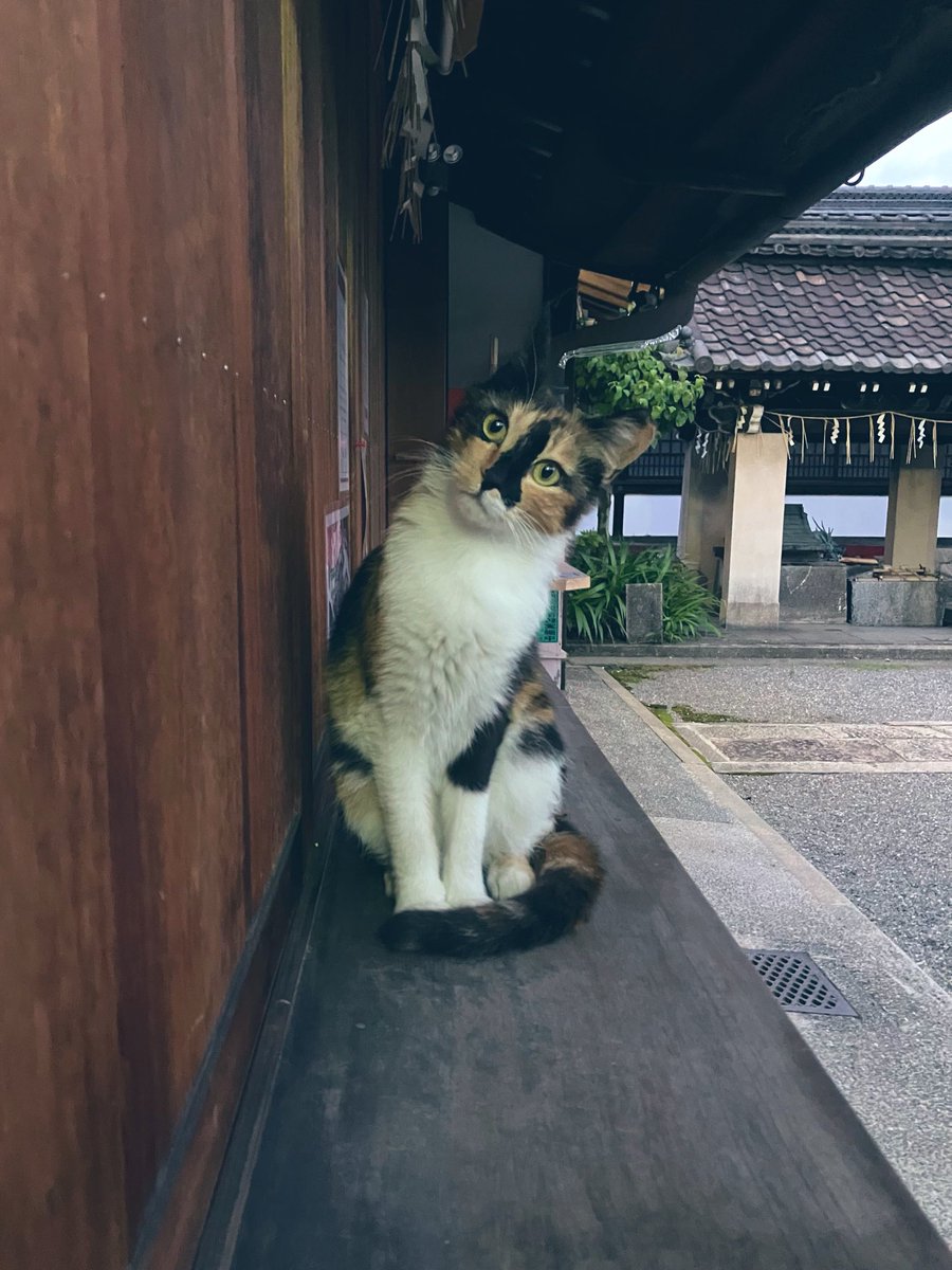 rokuson_shrine's tweet photo. 「ここに座っちゃダメですか？」
夜間、授与所の台の上に飛び乗って くつろいでいる猫さんを見に行ったらこんな表情で見つめられました。‥‥‥許可せざるを得ません。
#京都　#神社　#京都駅近く　#六孫王神社 https://t.co/cayIwGyS3Y