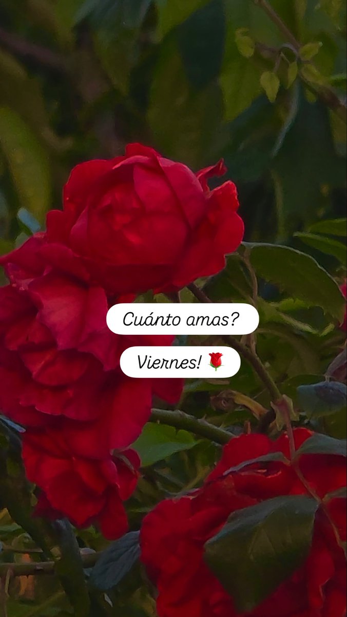 Lilianye's tweet photo. Cuánto amas? 

Viernes! 🌹 https://t.co/XulPkanW6e