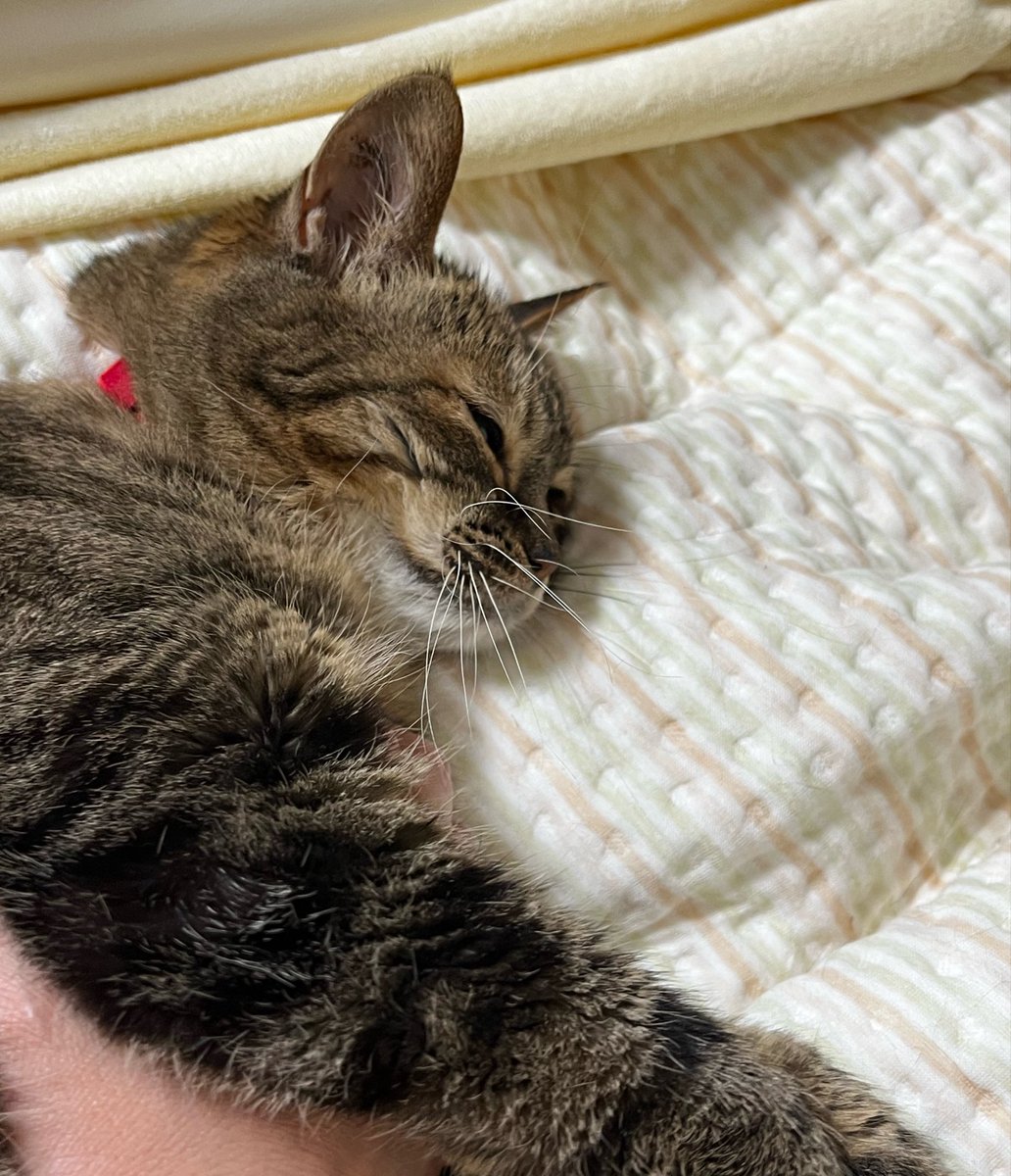 bunwa_beniten's tweet photo. きゃわいい💕

#やまはたん
#キジトラ
#猫好きさんと繋がりたい https://t.co/EC1PYPevb2