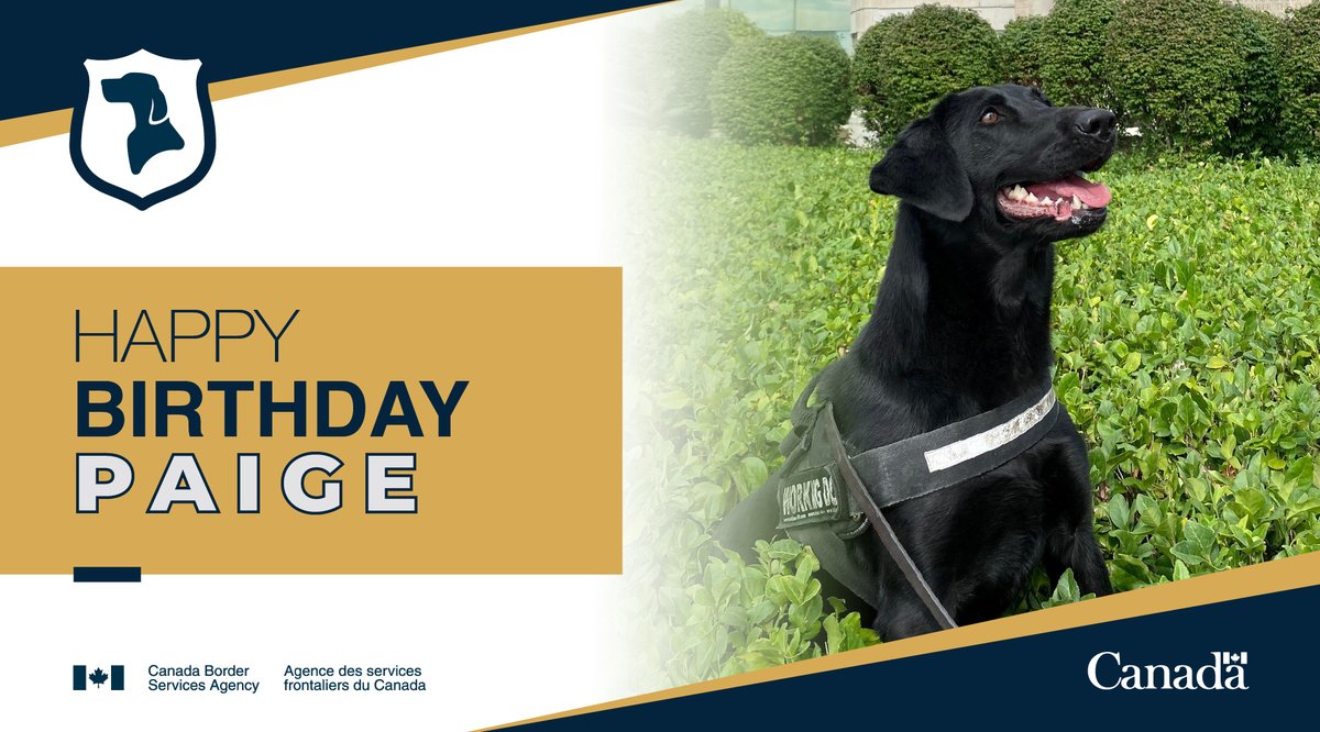 CanBorderSOR's tweet photo. Happy 9th birthday to #DetectorDog Paige! This hardworking #K9 is a paws-itive member of the team and always ready to put her nose to work. Wishing Paige a day full of treats and extra scratches behind the ears! Learn more about our #DogsWithJobs: https://t.co/IpCDKYC4FO https://t.co/19CjH1Lbmb