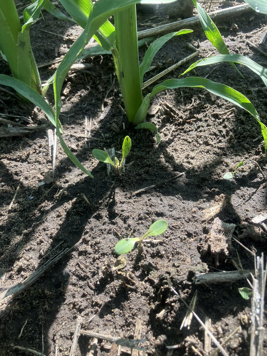 RPMcrops's tweet photo. June 19.  Giant ragweed still emerging as a killdeer is hatching https://t.co/NGPQA5tLUX