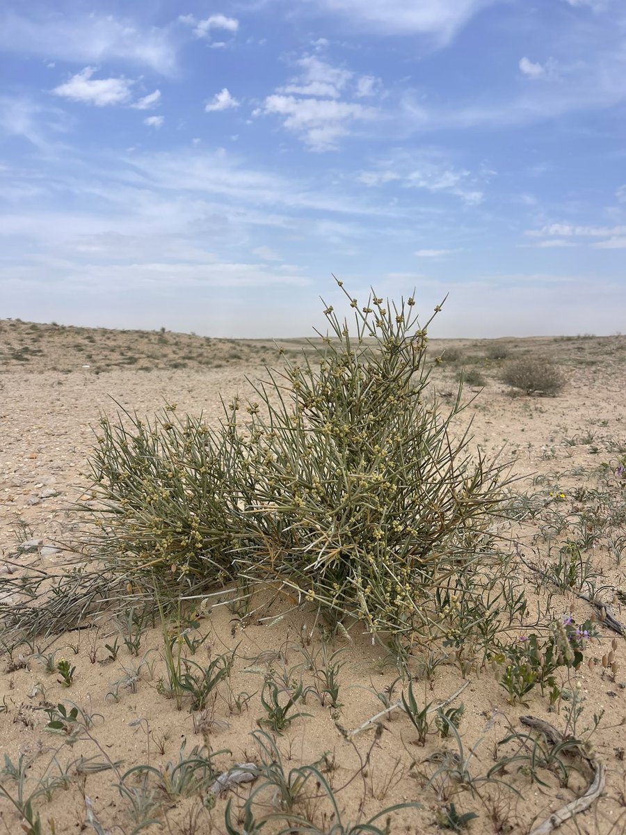 maldhawwi's tweet photo. جاء في لسان العرب:
"والعَلَنْدى: ضربٌ من شجرِ الرَّمل وليْس بحَمض يَهِيجُ لَهُ دُخَانٌ شَدِيدٌ، قَالَ عَنْترة:

سيأْتِيكمُ مِنِّي وإِن كنت نائيا
     دخانُ العَلَنْدَى دونَ بَيتي مِذْوَدُ" 

 #العلندى
Ephedra alata
شجيرة، برية، رعوية، سهلية معمرة، أحادية الجنس. https://t.co/QUPwhulaz9