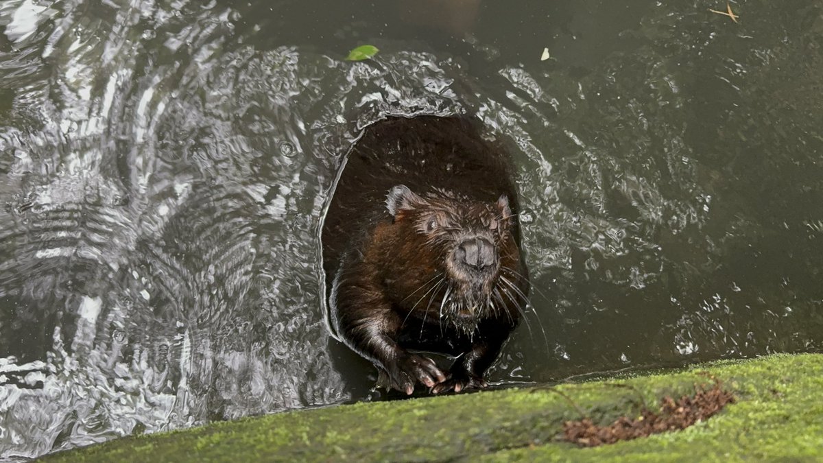 otter_Rascal tweet picture