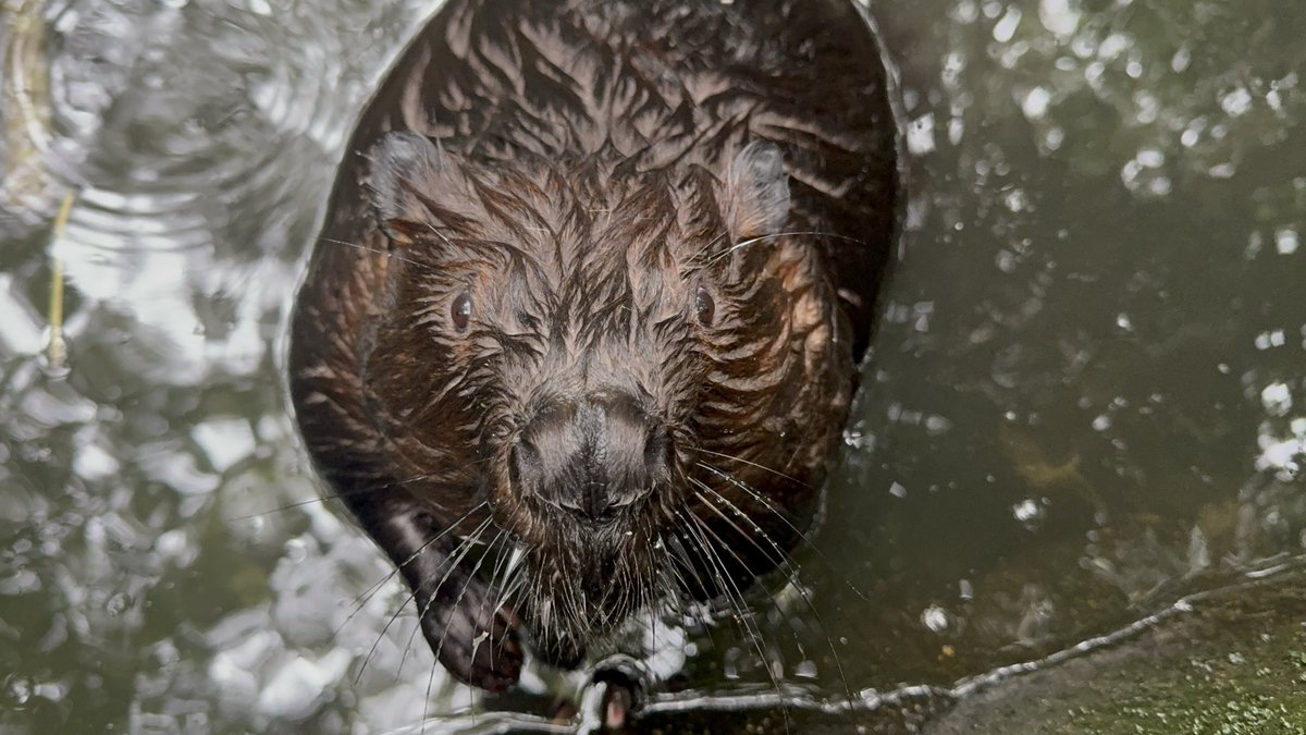 otter_Rascal tweet picture