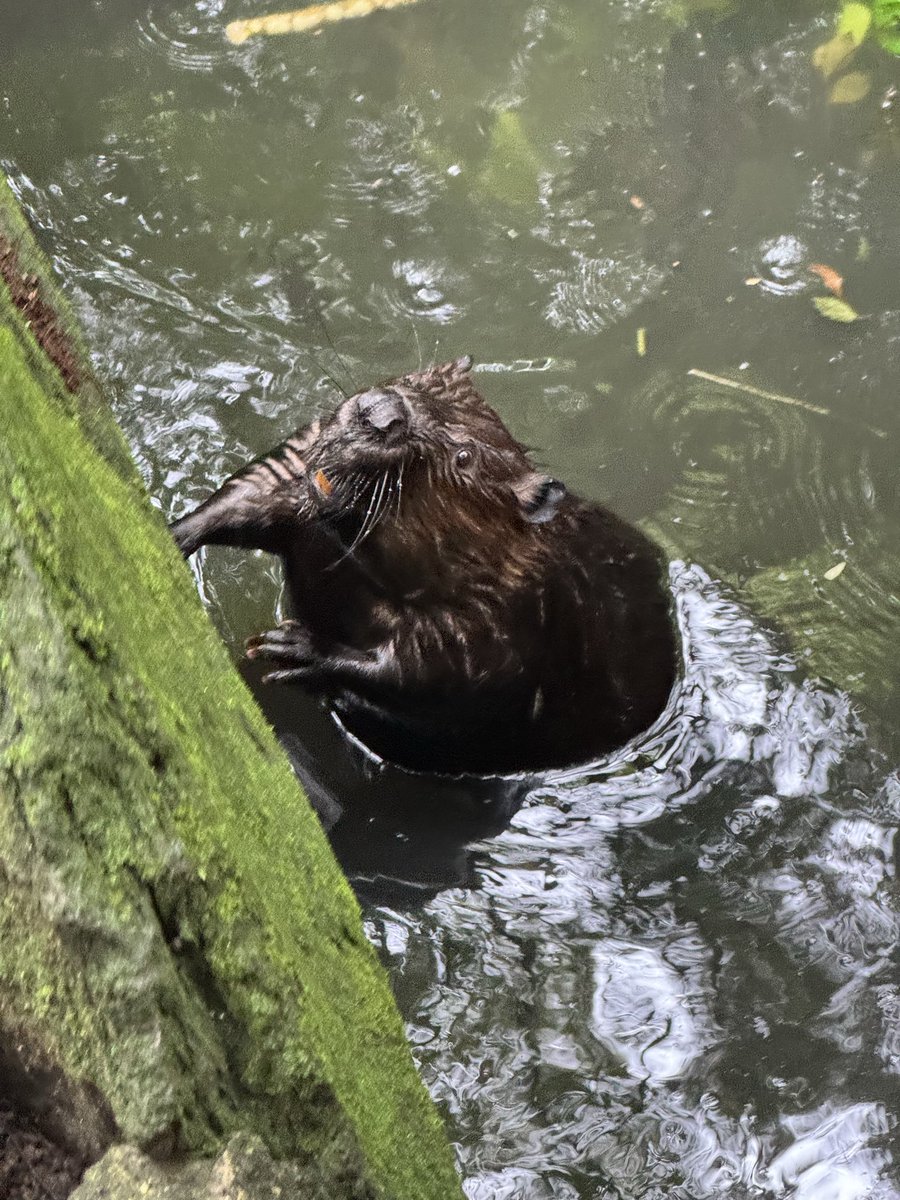 otter_Rascal tweet picture