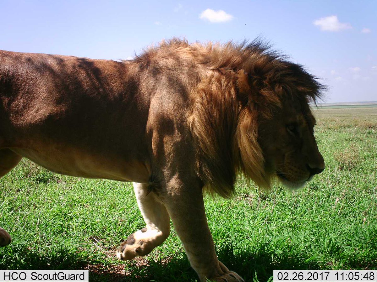 Trail_Cams's tweet photo. https://t.co/cDFWxYwXVU
