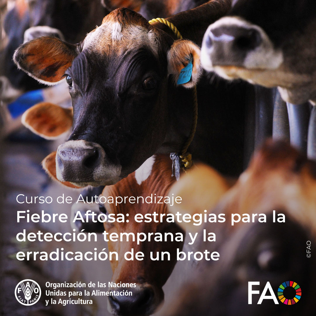 FAOCampus's tweet photo. 🎓 ¡Curso GRATUITO de @FAOCampus!

Fiebre Aftosa: Estrategias para la detección temprana y la erradicación de un brote 🐮

🐄🐂 Para actuar en la prevención de crisis sanitarias de origen animal.

¡Matricúlate! ➡️https://t.co/MMTCGJl2PC https://t.co/APoEQJAKd8