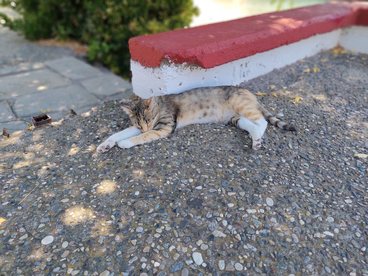 mooksfur's tweet photo. Griechenland das Land der Katzen. Und sie machen alle Mittagspause https://t.co/OcoXtx7aqV